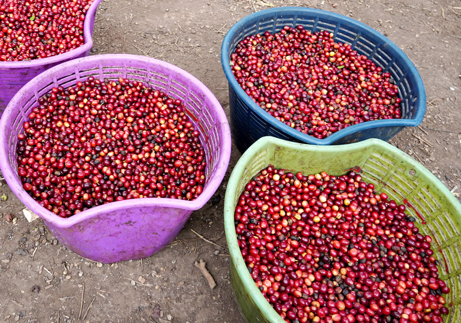 収穫直後のコーヒーチェリー