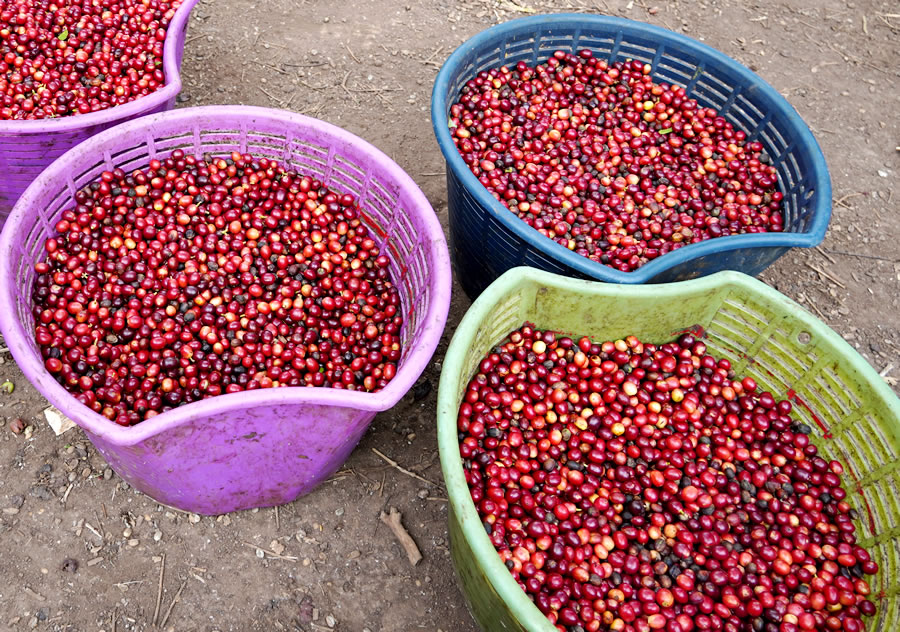Coffee cherries just after harvesting