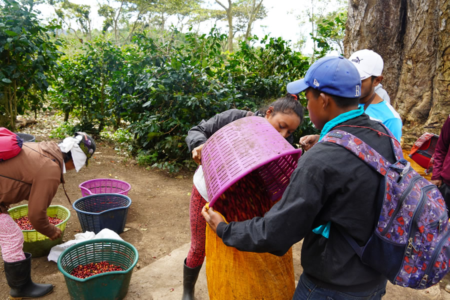 Harvested coffee cherries being packed into bags