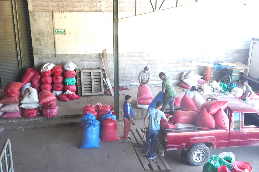 Transporting coffee beans in bags.