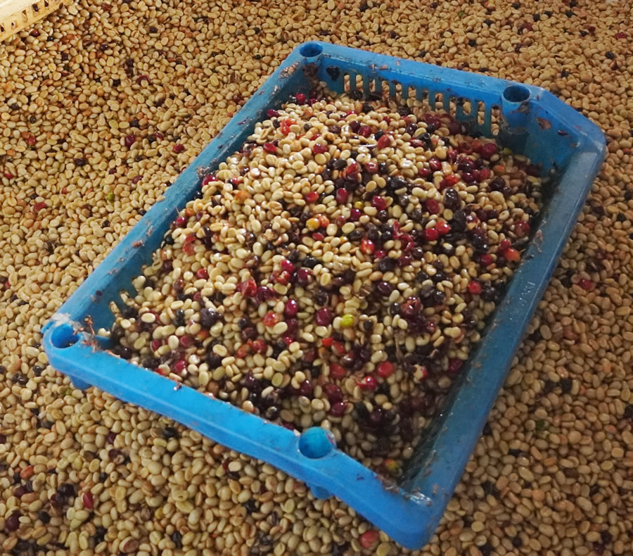 During the process of removing the berries