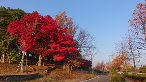 スタッフコラム㉑ 島田