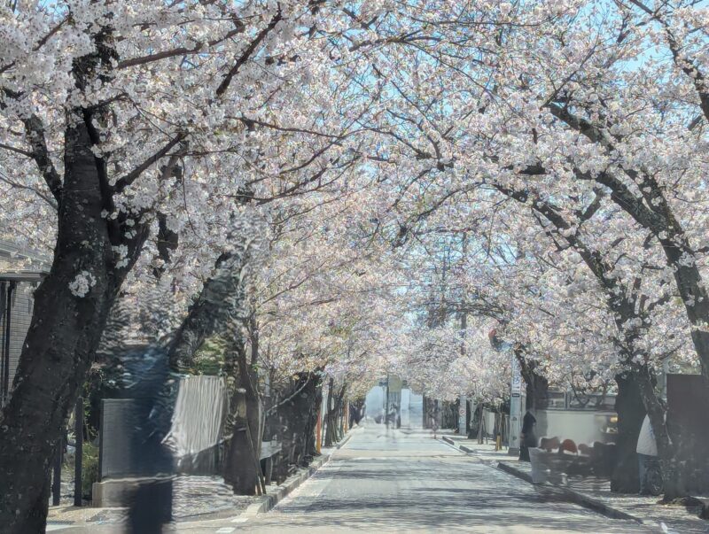 ようやく春が来ましたね